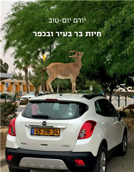 >חיות בר בעיר ובכפר